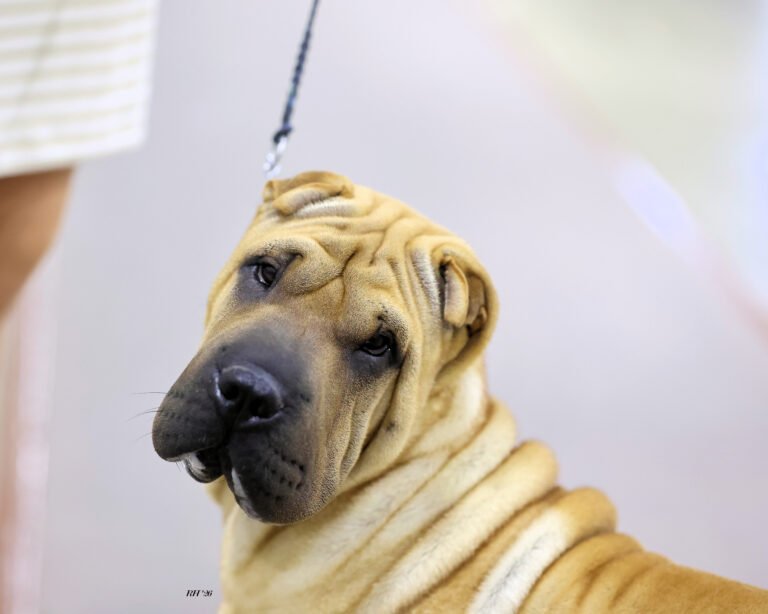 Chinese Shar-Pei
